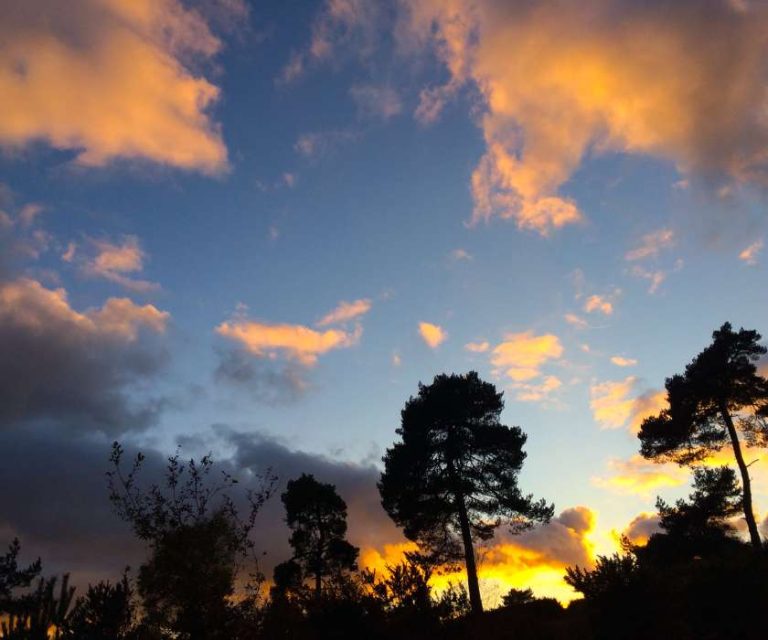 Beautiful evening sky with silhouettes of trees in Ashurst.