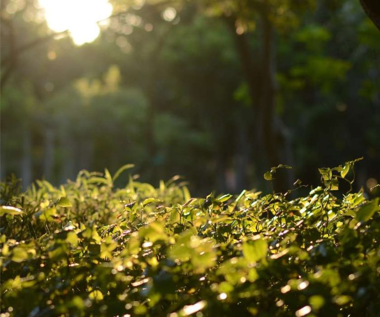 Lush green leaves bathed in sunlight in a serene Boldre setting.