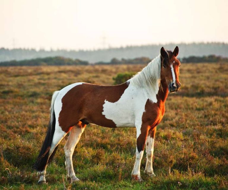 A New Forest pony standing in an open field near Bransgore.