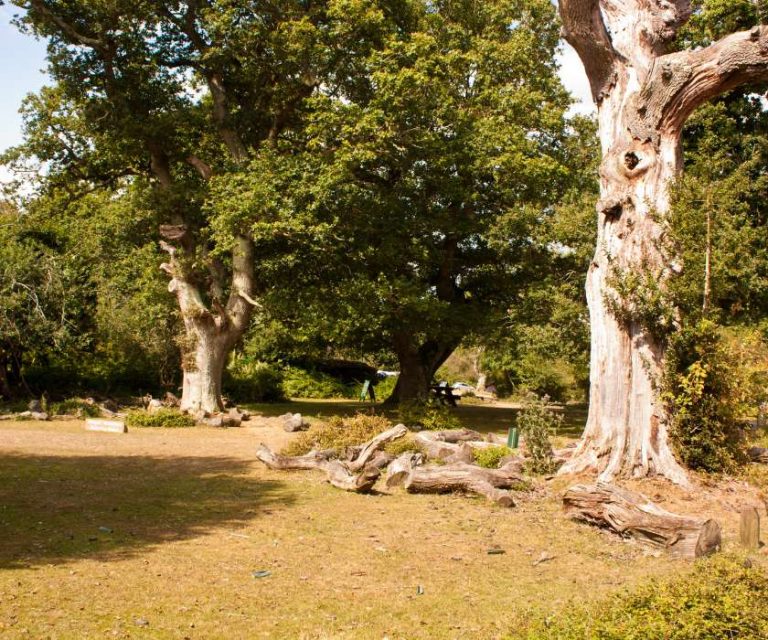 Ancient woodland with towering trees and scattered logs in Brockenhurst.