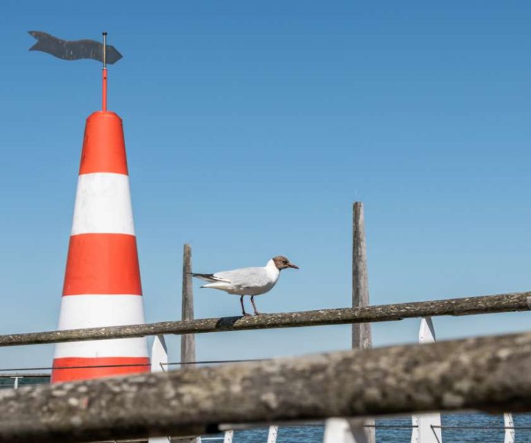 A seagull perched near a striped orange and white beacon near Dibden Purlieu on a clear day.