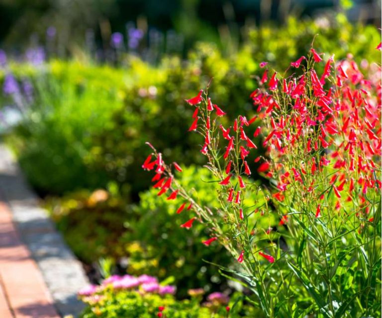 Vibrant red flowers blooming in a well-maintained garden in Eastleigh.