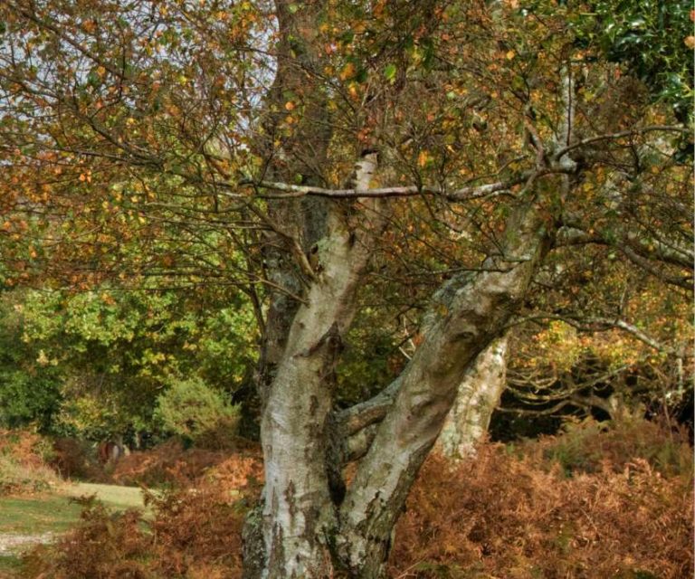 Autumnal tree with leaves turning golden brown in a wooded area near Everton.