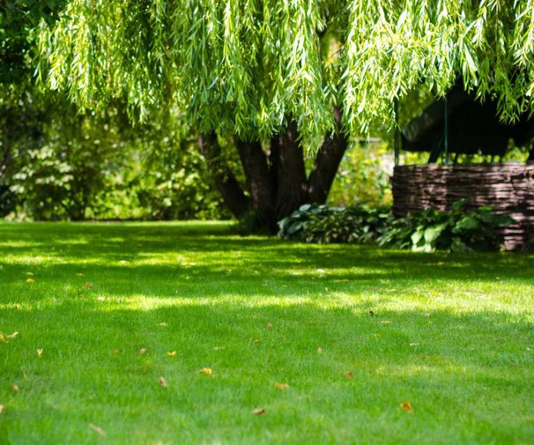 Green, shaded lawn with an overhanging tree in a peaceful garden in Tiptoe.