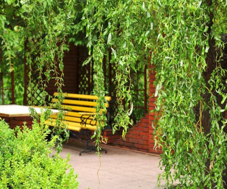 Cosy seating area under a leafy pergola in Walkford, with a yellow bench adding a pop of colour.